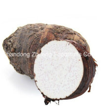 New Crop Organic Fresh Taro